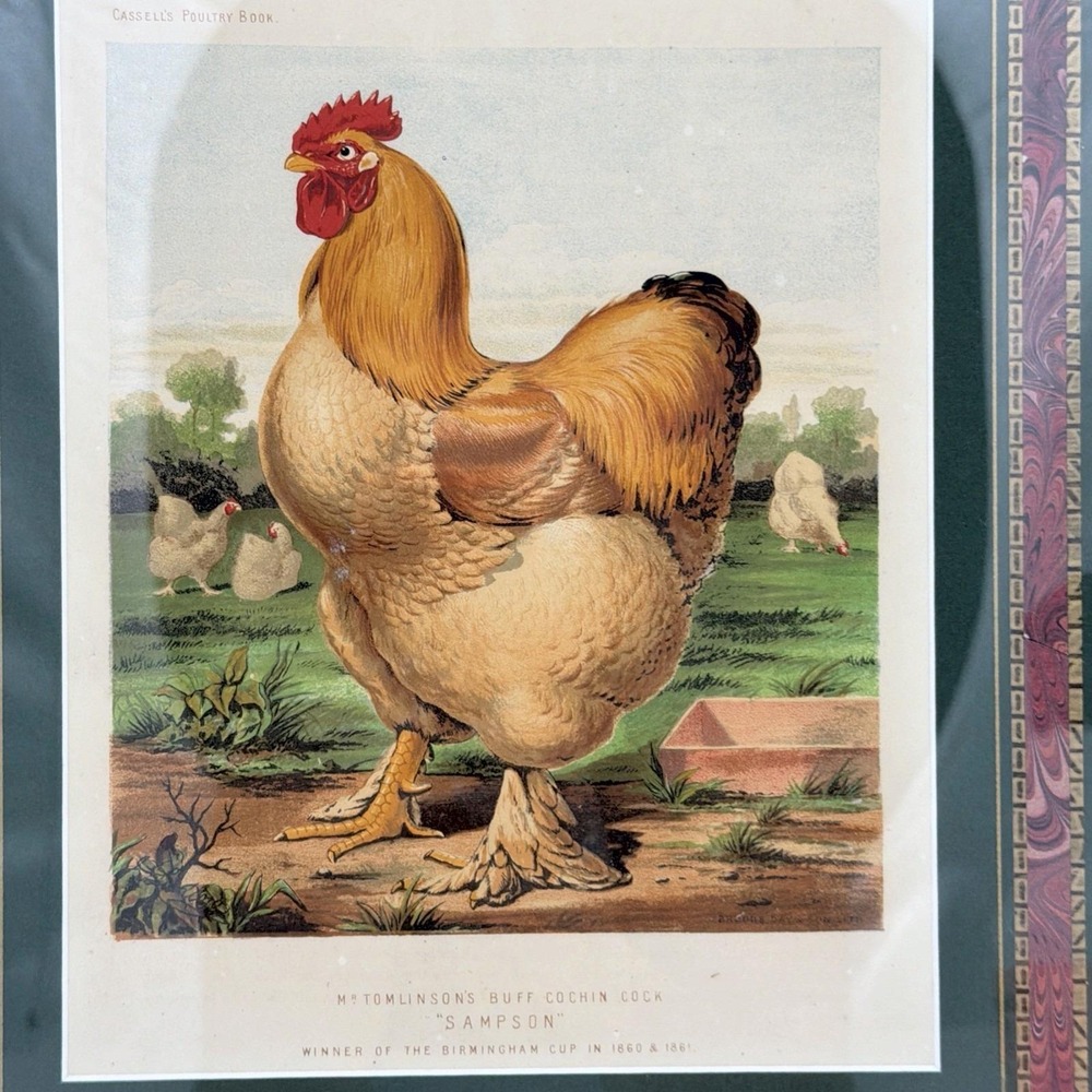 Vintage Cassell's Poultry Book Print Buff Cochin Rooster Sampson Bird Art